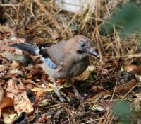  (Garrulus glandarius)